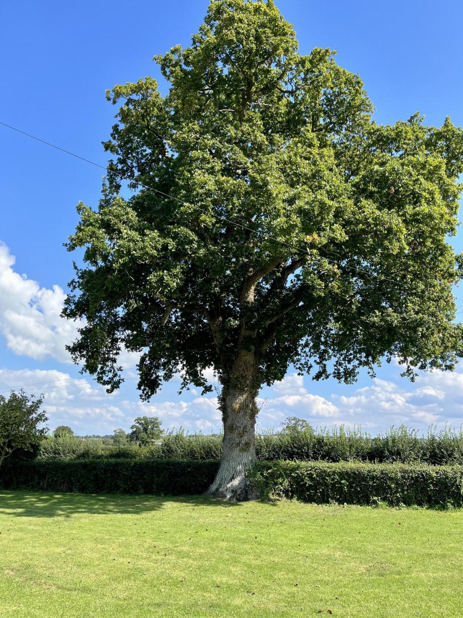 Priors Oak - A Cosy Studio With Countryside Views In Dorset Bed & Breakfast Stalbridge Eksteriør bilde